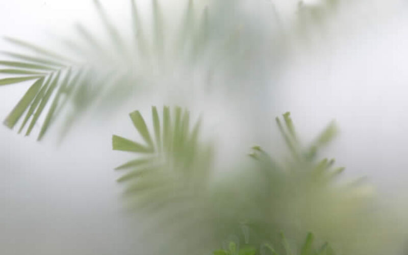 How To Enjoy The Tranquility Of Your Own Garden