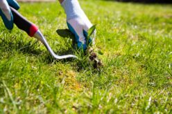 Tips for Taking Care of Your Lawn Throughout the Year