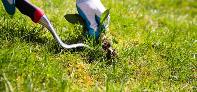 Tips for Taking Care of Your Lawn Throughout the Year