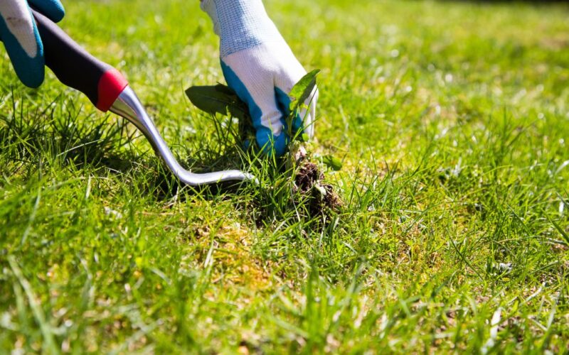 Tips for Taking Care of Your Lawn Throughout the Year