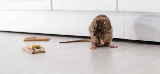 The Ultimate Guide to Pest Prevention
