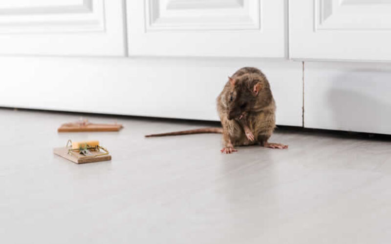 The Ultimate Guide to Pest Prevention