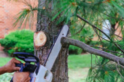 Tree Removal: When and How to Remove Trees from Your Property