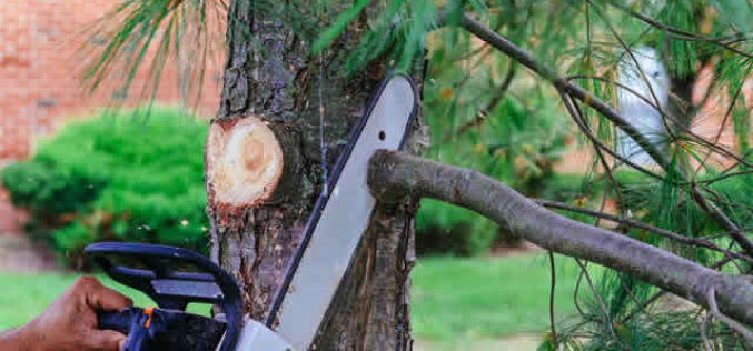 Tree Removal: When and How to Remove Trees from Your Property