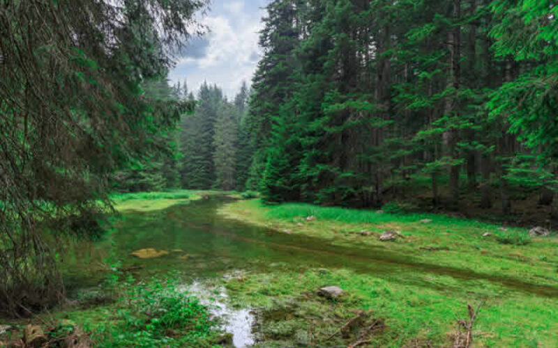Summer Storms Wreaking Havoc? Upgrades for Your Home to Combat Heavy Downpours