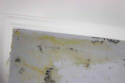 How to Choose the Right Mold Removal Professional for Your Home