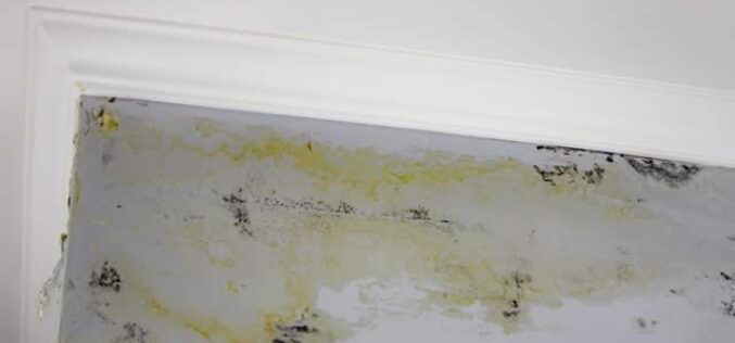 How to Choose the Right Mold Removal Professional for Your Home