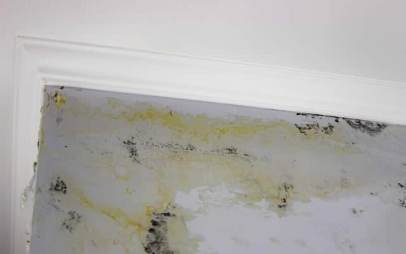 How to Choose the Right Mold Removal Professional for Your Home