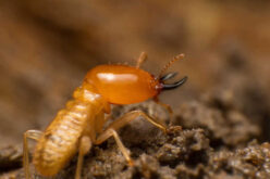 Safe and Effective Termite Treatment for Your Home