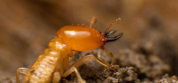 Safe and Effective Termite Treatment for Your Home