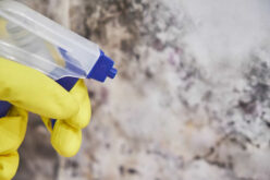 What You Need to Do If You Find Mold Growing in Your Home