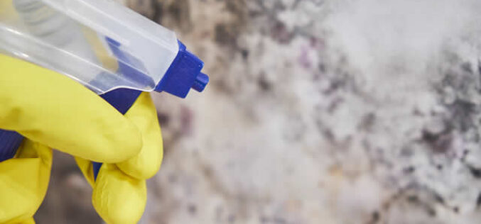 What You Need to Do If You Find Mold Growing in Your Home