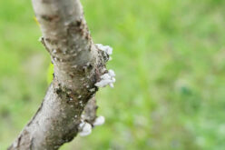 The Importance of Removing Diseased Trees