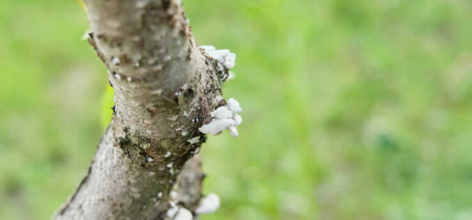 The Importance of Removing Diseased Trees