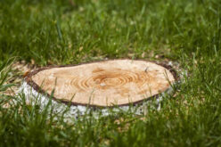 FAQs About Tree Stump Grinding