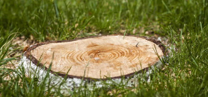 FAQs About Tree Stump Grinding