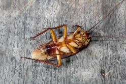 The Dirty Truth: Cockroach Feces and Its Consequences
