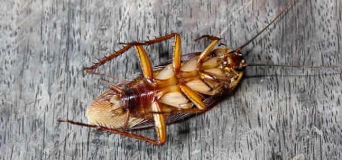 The Dirty Truth: Cockroach Feces and Its Consequences