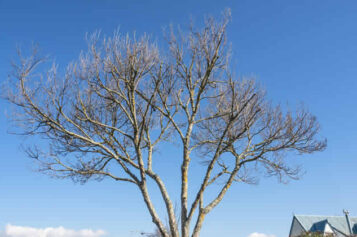 Is Your Tree a Hazard? Signs to Look Out For
