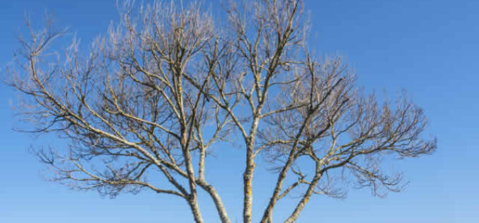 Is Your Tree a Hazard? Signs to Look Out For