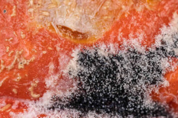 Unveiling the Hidden Secrets: Facts About Mold Lurking in Your Home