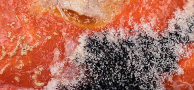 Unveiling the Hidden Secrets: Facts About Mold Lurking in Your Home
