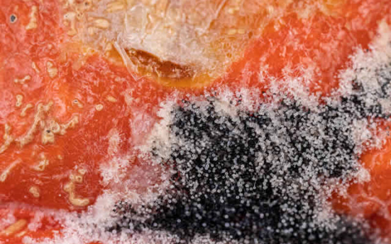 Unveiling the Hidden Secrets: Facts About Mold Lurking in Your Home