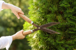 How To Use Hedging To Beautify Your Yard