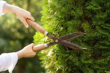 How To Use Hedging To Beautify Your Yard