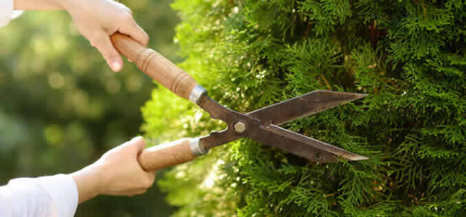 How To Use Hedging To Beautify Your Yard
