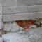 Home Foundation Issues: Common Causes & Ways to Remedy