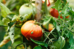 A Pest-Free Yard: How to Spot and Get Rid of Common Garden Pests