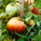 A Pest-Free Yard: How to Spot and Get Rid of Common Garden Pests