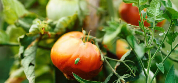 A Pest-Free Yard: How to Spot and Get Rid of Common Garden Pests