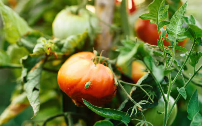 A Pest-Free Yard: How to Spot and Get Rid of Common Garden Pests