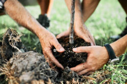 A Complete Guide to Growing Healthy Trees