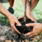 A Complete Guide to Growing Healthy Trees
