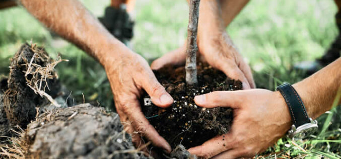 A Complete Guide to Growing Healthy Trees