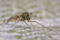 Everything You Need To Know About Mosquito Yard Treatment