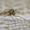 Everything You Need To Know About Mosquito Yard Treatment