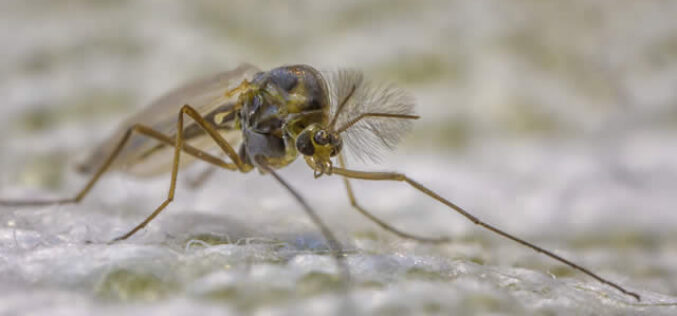 Everything You Need To Know About Mosquito Yard Treatment