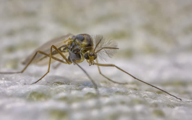 Everything You Need To Know About Mosquito Yard Treatment