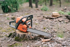 Reasons for Tree Removal in Autumn and Winter