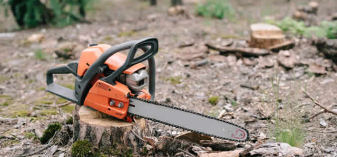 Reasons for Tree Removal in Autumn and Winter