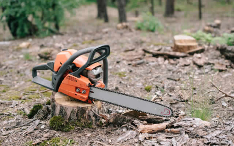 Reasons for Tree Removal in Autumn and Winter