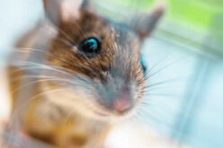 Rodent Extermination in Construction Sites: Keeping Builders Safe