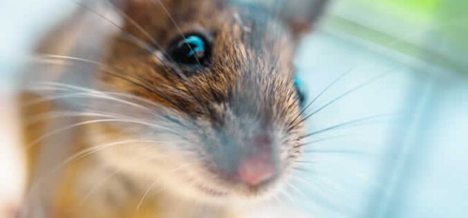 Rodent Extermination in Construction Sites: Keeping Builders Safe