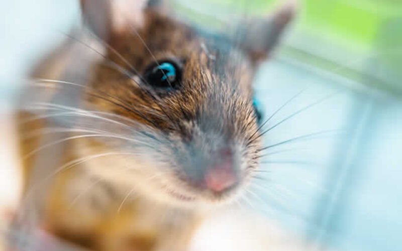 Rodent Extermination in Construction Sites: Keeping Builders Safe