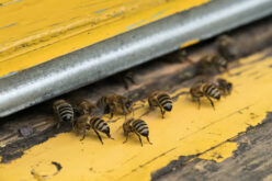The Complete Guide to Professional Insect Extermination Services