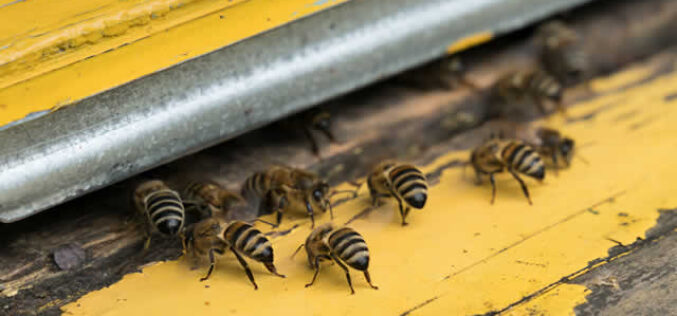 The Complete Guide to Professional Insect Extermination Services